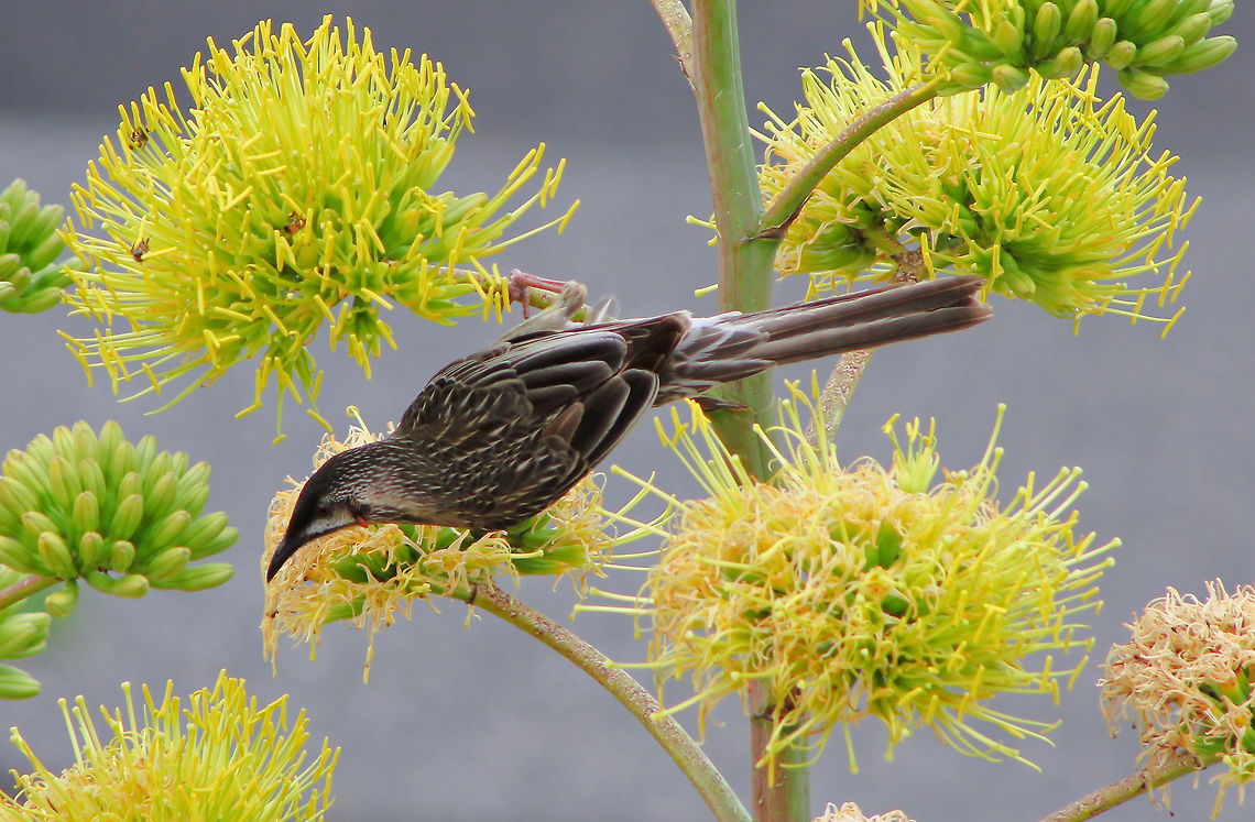Red Wattlebird on Agave The Agave desmettiana just keep on giving and have provided a great winter food source for insects and birds alike. <br />
<br />
A favourite of Red Wattlebirds, hopping quickly from bloom to bloom enjoying the nectar. One of our larger honeyeaters, with their distinctive pinkish-red wattles on either side of the neck. <br />
<br />
Length 35 cm  Anthochaera carunculata,Australia,Geotagged,Honeyeater,Meliphagidae,Passeriformes,Red Wattlebird,Red wattlebird,Vertebrate,bird,fauna,new south wales,winter