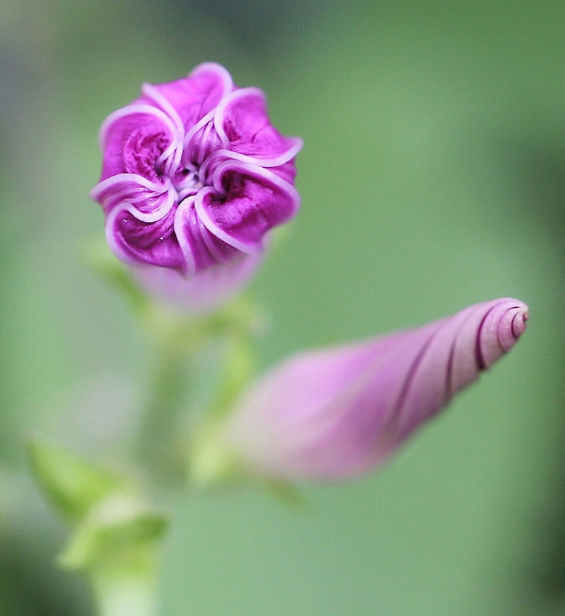 Today and Tomorrow Ipomoea Moonflowers in various stages of unfurling.  Australia,Convolvulaceae,Convolvulus,Geotagged,Ipomoea,Macro,Moonflower,Solanales,Spring,bindweed,botany,flower bud,plant,purple flowers