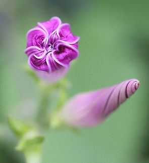 Today and Tomorrow Ipomoea Moonflowers in various stages of unfurling.  Australia,Convolvulaceae,Convolvulus,Geotagged,Ipomoea,Macro,Moonflower,Solanales,Spring,bindweed,botany,flower bud,plant,purple flowers