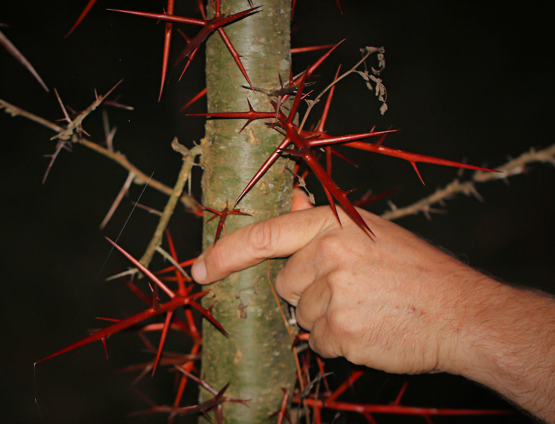Honey Locust spines I was swept away with the size of these defensive spines when first coming across them. Up to 10 cm in places - a friend's hand here for scale. This specimen was around 10 metres in height.  Fabaceae,Fabales,Flora,Geotagged,Gleditsia triacanthos,Honey locust,Pennsylvania,United States,botany,plant,plant defence,thorns