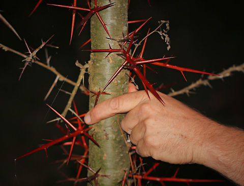 Honey Locust spines I was swept away with the size of these defensive spines when first coming across them. Up to 10 cm in places - a friend's hand here for scale. This specimen was around 10 metres in height.  Fabaceae,Fabales,Flora,Geotagged,Gleditsia triacanthos,Honey locust,Pennsylvania,United States,botany,plant,plant defence,thorns