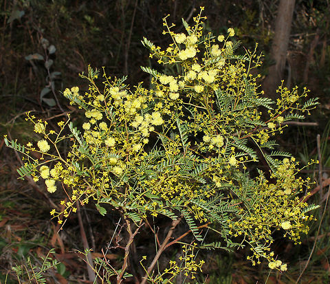 Sunshine wattle An Australian native. This specimen seen within the Blue Mountains area west of Sydney. 
This specimen 160 cm in height. 
Not confident to pin sub-species on this one.  Acacia terminalis,Australia,Fabaceae,Fabales,Flora,Geotagged,Shrub,Sunshine Wattle,Sunshine wattle,botany,new south wales,plant,yellow flowers