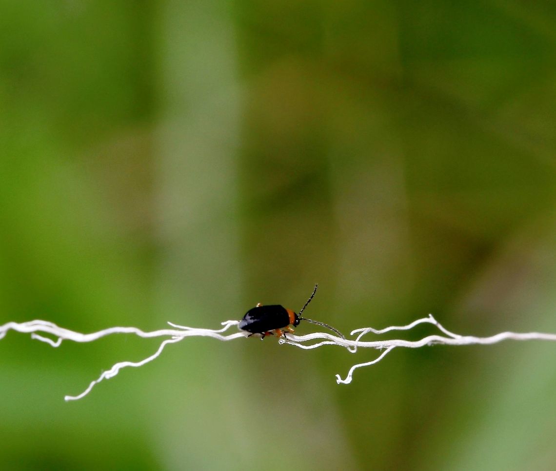 The tightrope walker No luck with personal research on this little character's identification. And advice/input welcome. <br />
<br />
Seen roadside, mid-coast New South Wales, December last year (our summer). <br />
<br />
So very tiny, under 10 mm. Australia,Coleoptera,Geotagged,Macro,arthropod,beetle,insect,invertebrate,new south wales,summer