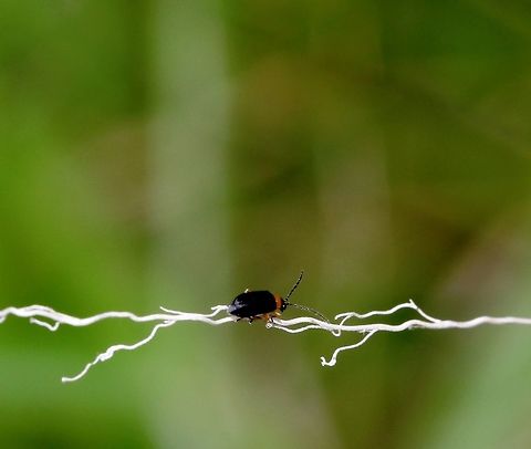 The tightrope walker No luck with personal research on this little character's identification. And advice/input welcome. 

Seen roadside, mid-coast New South Wales, December last year (our summer). 

So very tiny, under 10 mm. Australia,Coleoptera,Geotagged,Macro,arthropod,beetle,insect,invertebrate,new south wales,summer