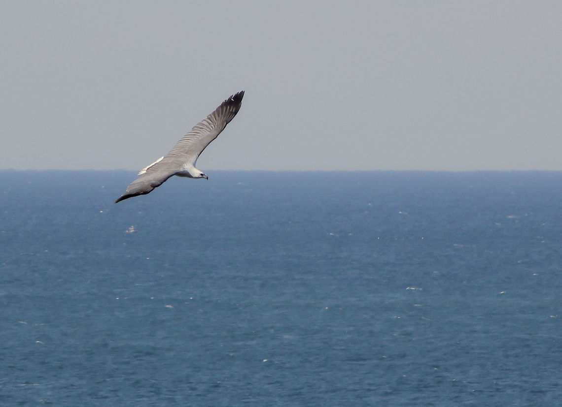 White-bellied sea eagle There have been some very special moments for me whilst out and about in nature and this is one that will stay with me for a long time. <br />
<br />
Blue whales are busy with their annual migration north, past this part of the New South Wales coast once again and there I was on the cliffs facing the South Pacific before me, with my eyes searching the vast waters for any sign of the magnificent marine creatures. <br />
<br />
Then out of nowhere, rising up from the cliff face beneath me, came this wonder of the natural world&hellip;a white-bellied sea eagle. All 2 metres (6.5 feet) of wingspan. Flying skyward in front of me, then a single graceful curve back to the right and finally off out of sight down along the cliff. <br />
<br />
I managed just one rushed image during that very brief and exciting encounter and after it had disappeared, I remained standing there with tears in my eyes, in reverence for this magnificent bird. I am humbled and grateful to have had this incredible encounter. Accipitridae,Accipitriformes,Australia,Bird of prey,Geotagged,Haliaeetus leucogaster,Vertebrate,White-bellied Sea Eagle,Winter,bird,fauna,hunter,new south wales,raptor