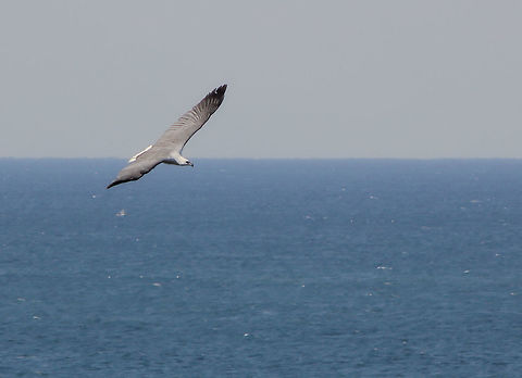 White-bellied sea eagle There have been some very special moments for me whilst out and about in nature and this is one that will stay with me for a long time. 

Blue whales are busy with their annual migration north, past this part of the New South Wales coast once again and there I was on the cliffs facing the South Pacific before me, with my eyes searching the vast waters for any sign of the magnificent marine creatures. 

Then out of nowhere, rising up from the cliff face beneath me, came this wonder of the natural world&hellip;a white-bellied sea eagle. All 2 metres (6.5 feet) of wingspan. Flying skyward in front of me, then a single graceful curve back to the right and finally off out of sight down along the cliff. 

I managed just one rushed image during that very brief and exciting encounter and after it had disappeared, I remained standing there with tears in my eyes, in reverence for this magnificent bird. I am humbled and grateful to have had this incredible encounter. Accipitridae,Accipitriformes,Australia,Bird of prey,Geotagged,Haliaeetus leucogaster,Vertebrate,White-bellied Sea Eagle,Winter,bird,fauna,hunter,new south wales,raptor