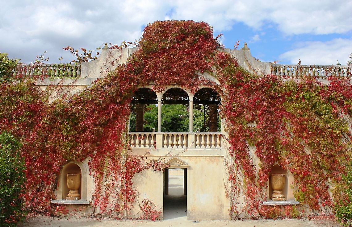 Flame on Native to eastern and central North America, seen here in Hamilton Botanical Gardens, New Zealand - a most beautiful autumnal show from Virginia creeper, covering one of the buildings in the Italian Renaissance garden. Fall,Geotagged,New Zealand,Parthenocissus quinquefolia,Virginia creeper,Vitaceae,Vitales,autumn,botany,plant,red,vine