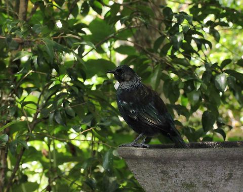 Tui A medium-sized bird. They look black from a distance and when like here, in dense shrubbery...but do in fact have a blue, green and bronze iridescent sheen, and distinctive white throat tufts. 

I loved their vocalisations, which I would describe as being like coughs and wheezes! 

30 cm length Fall,Geotagged,Koko,Meliphagidae,New Zealand,Parson bird,Passeriformes,Prosthemadera novaeseelandiae,Tui,Vertebrate,autumn,bird,fauna