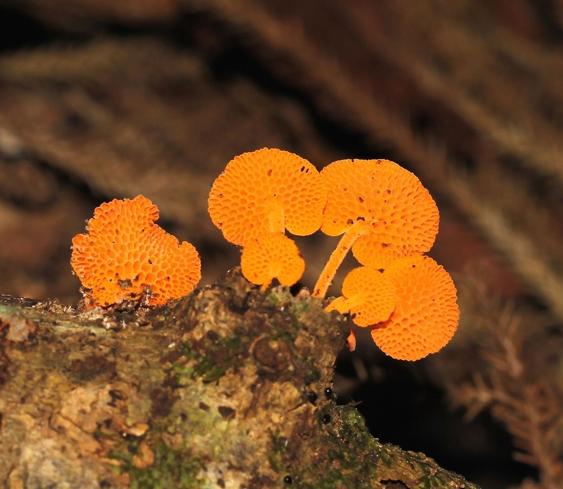 Favolaschia claudopus - orange pore fungus NB: Taxonomic split as of 24/3/22. <a href="https://www.mdpi.com/1999-4907/12/10/1397" rel="nofollow">https://www.mdpi.com/1999-4907/12/10/1397</a> <br />
<br />
Originating in Madagascar, these fruiting bodies seen on the North Island of New Zealand. <br />
Caps varied between 5 mm and 20 mm in diameter, upper surface smooth. Larger ellipsoidal pores nearest to the stem and smaller more angular pores near the cap margin. Agaricales,Basidiomycota,Fall,Favolaschia claudopus,Fungi,Geotagged,New Zealand,Orange Porecap,Orange pore fungus,autumn,macro,mycenaceae