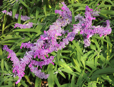 Salvia leucantha A native to Mexico, this specimen seen in a private garden to the west of Sydney. 
Velvety, purple flowers. Native habitat is warm and similar to this part of Australia which is temperate, so this plant does well here and can often be seen flowering all year round. 
1 x 1 metre Australia,Flora,Flowers,Geotagged,Lamiaceae,Lamiales,Mexican Sage,New South Wales,Salvia leucantha,botany,plant,purple flowers,winter