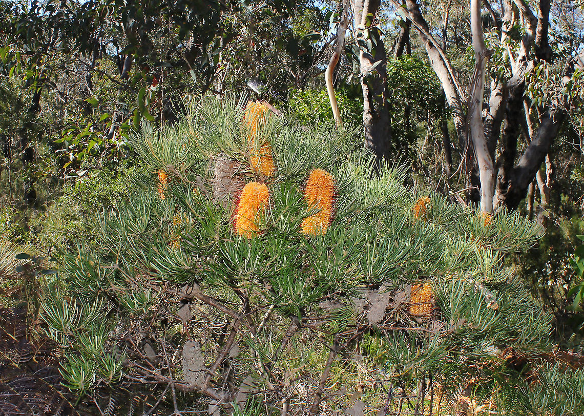 Banksia spinulosa Hairpin banksia is a native, a woody shrub, usually growing no more than 2 metres. It is pollinated by and provides food for a wide variety of vertebrate and invertebrate animals in the autumn and winter months.<br />
This specimen 1.5 metres in height.  Australia,Banksia,Banksia spinulosa,Flora,Geotagged,Hairpin banksia,Proteaceae,Proteales,botany,new south wales,orange flowers,plant,winter