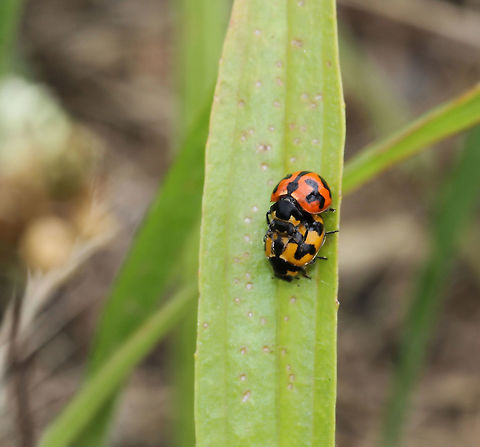 Coccinella transversalis mating pair The Transverse ladybird is an Australian native. 
Body length 6 mm Australia,Coccinella transversalis,Coccinellidae,Coleoptera,Geotagged,Ladybird,Macro,Transverse Ladybird,arthropod,insect,invertebrate,mating,reproduction,spring