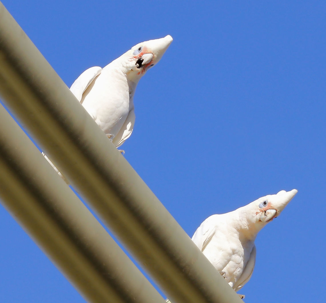 Alarm clock, Australian style! Fair dinkum...what a racket! A pair of Little Corellas did a fine job waking us up with their high pitched calls and screeches.<br />
<br />
35 cm length Australia,Blue-eyed cockatoo,Cacatua sanguinea,Cacatuidae,Canberra,Geotagged,Little Corella,Psittaciformes,Vertebrate,bird,fauna,parrot