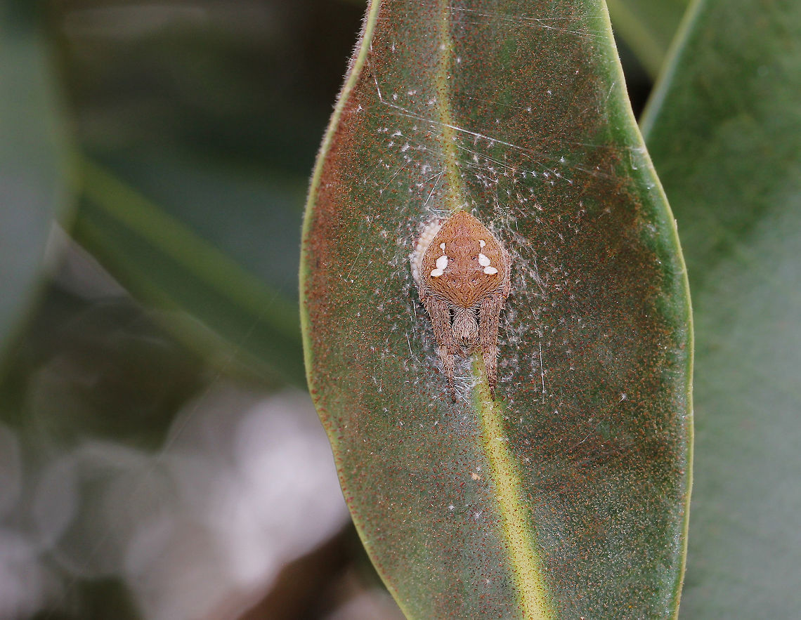 Eriophora transmarina Wondering if this is fungus on and around the orb weaver, or possibly eggs - but wouldn&#039;t they be in a sac? Perhaps chance, that the spider just rested here on top of another&#039;s eggs. <br />
2 cm body length Araneae,Araneidae,Australia,Australian garden orb weaver spider,Eriophora transmarina,Geotagged,Spider,Summer,arachnid,arthropod,fauna,invertebrate,orb weaver