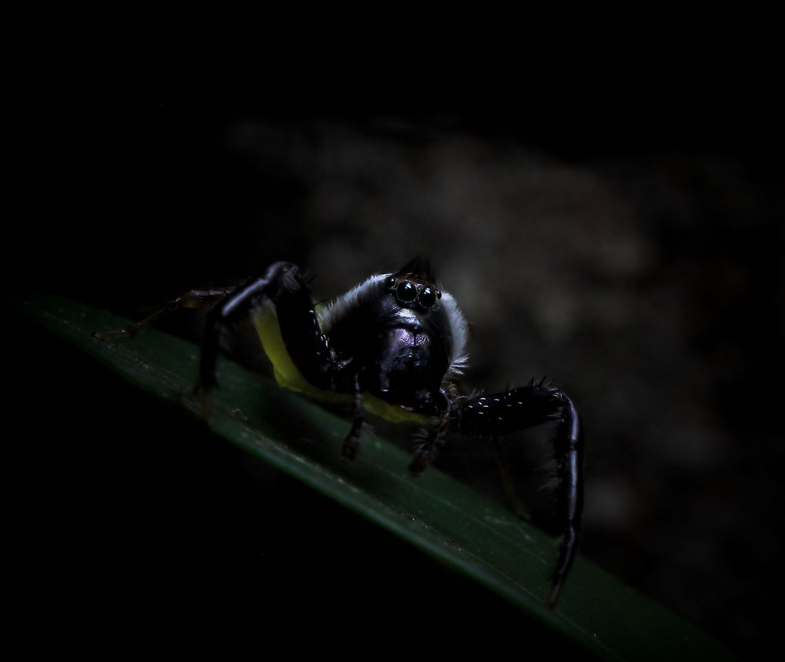 Male Mopsus mormon A first sighting for me of this curious looking Jumping spider. Both excitement and frustration high at this time - my camera flash deciding to have issues that very morning. <br />
<br />
I made the best of a dark situation, hand held. Sharpness and detail are far from perfect. But I think he looks intriguing and rather distinguished in his 'Rembrandt style' portrait ha ha.  <br />
<br />
Body length 12mm.  Araneae,Australia,Geotagged,Green jumping spider,Macro,Mopsus mormon,Salticidae,Spider,arachnid,fauna,invertebrate,new south wales
