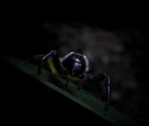 Male Mopsus mormon A first sighting for me of this curious looking Jumping spider. Both excitement and frustration high at this time - my camera flash deciding to have issues that very morning. 

I made the best of a dark situation, hand held. Sharpness and detail are far from perfect. But I think he looks intriguing and rather distinguished in his 'Rembrandt style' portrait ha ha.  

Body length 12mm.  Araneae,Australia,Geotagged,Green jumping spider,Macro,Mopsus mormon,Salticidae,Spider,arachnid,fauna,invertebrate,new south wales