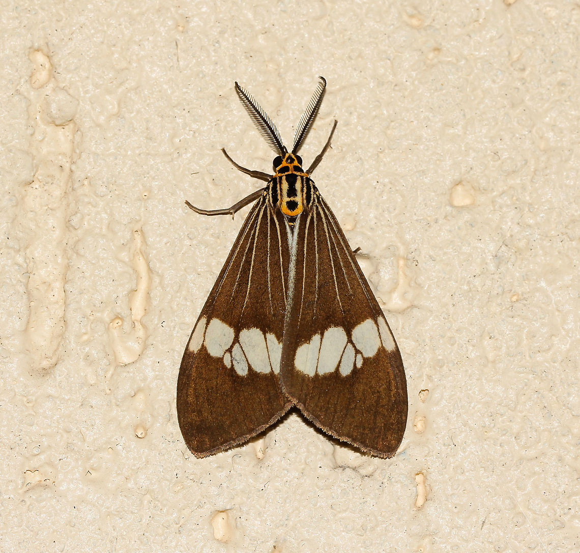 Nyctemera baulus Day flying moth in family Erebidae.<br />
<br />
Wingspan 40 mm Arctiinae,Australia,Geotagged,Lepidoptera,Macro,Moth,Noctuoidea,Nyctemera baulus,Winter,erebidae,fauna,insect,invertebrate,new south wales