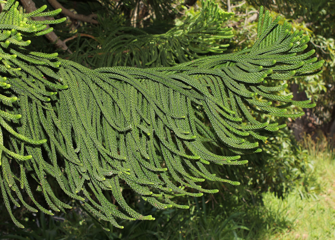 Norfolk Island Pine Large trees, up to 70 m I believe. Endemic to Norfolk Island, a small island 1500 km east of Australia - seen widely here on the mainland. <br />
<br />
<br />
Bark detail:<br />
<figure class="photo"><a href="https://www.jungledragon.com/image/85038/norfolk_island_pine_bark_detail.html" title="Norfolk Island Pine bark detail"><img src="https://s3.amazonaws.com/media.jungledragon.com/images/3314/85038_thumb.jpg?AWSAccessKeyId=05GMT0V3GWVNE7GGM1R2&Expires=1767225610&Signature=bVg4FcnDSYYk5tyjo9z8qq5ijgk%3D" width="200" height="184" alt="Norfolk Island Pine bark detail Large trees, up to 70 m I believe. Endemic to Norfolk Island, a small island 1500 km east of Australia - seen widely here on the mainland.<br />
<br />
Foliage:<br />
https://www.jungledragon.com/image/81656/norfolk_island_pine.html<br />
<br />
https://www.jungledragon.com/image/109688/norfolk_island_pine_cone.html Araucaria heterophylla,Araucariaceae,Australia,Geotagged,Norfolk Island Pine,Norfolk Island pine,Pinales,Tree,Winter,botany,new south wales,plant,tree bark" /></a></figure><br />
<br />
<figure class="photo"><a href="https://www.jungledragon.com/image/109688/norfolk_island_pine_cone.html" title="Norfolk Island pine cone"><img src="https://s3.amazonaws.com/media.jungledragon.com/images/3314/109688_thumb.jpg?AWSAccessKeyId=05GMT0V3GWVNE7GGM1R2&Expires=1767225610&Signature=hLef6hx6eoOQ5M9Zda9V5lfUdOo%3D" width="200" height="190" alt="Norfolk Island pine cone Fallen from the tree (on to a groundcover grevillea). <br />
<br />
7 cm length<br />
<br />
https://www.jungledragon.com/image/81656/norfolk_island_pine.html<br />
<br />
https://www.jungledragon.com/image/85038/norfolk_island_pine_bark_detail.html Araucaria heterophylla,Araucariaceae,Australia,Flora,Geotagged,Macro,Norfolk Island Pine,Norfolk Island pine,Pinales,Summer,botany,new south wales" /></a></figure> Araucaria heterophylla,Araucariaceae,Australia,Flora,Geotagged,Norfolk Island Pine,Pinales,Summer,Tree,botany,conifer,new south wales