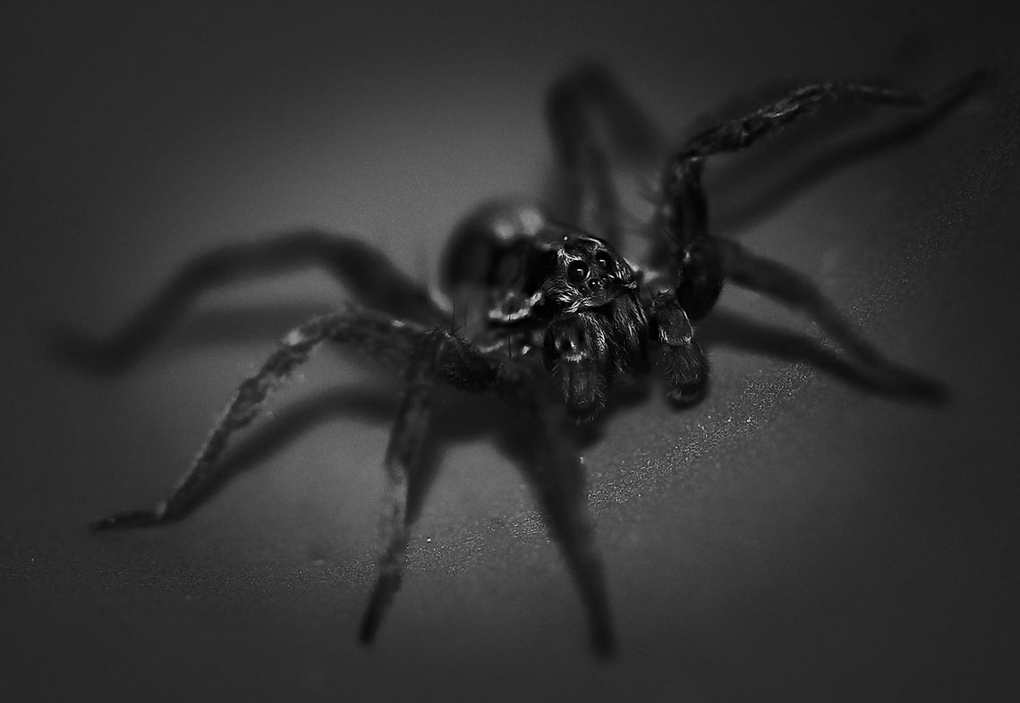Tasmanicosa godeffroyi Female wolf spider, 25 mm body length. <br />
A monochrome presentation here - natural colours are light brown with dark brown and cream markings on upper body surfaces.  Araneae,Australia,Garden Wolf Spider,Geotagged,Lycosidae,Macro,Spider,Summer,Tasmanicosa godeffroyi,Wolf Spider,arachnid,arthropod,fauna,invertebrate,new south wales