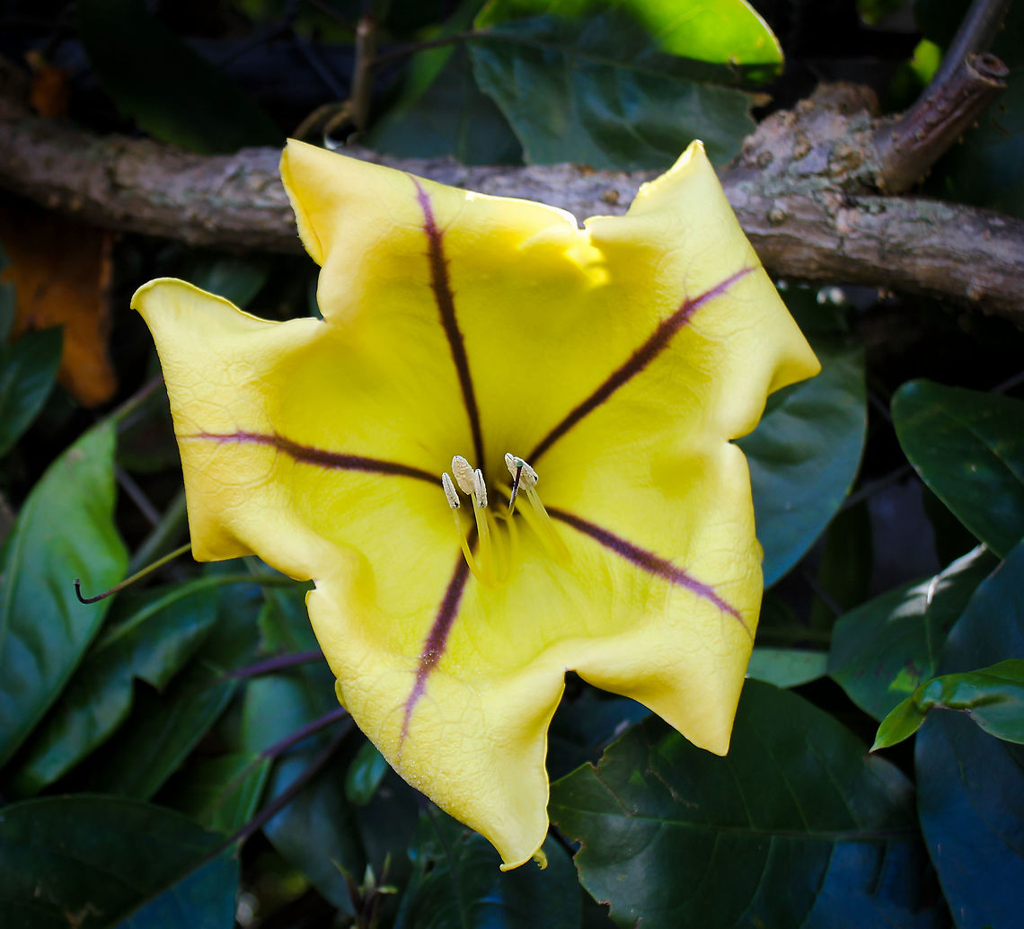 Golden Chalice vine Endemic to Mexico and Central America. <br />
Solandra maxima is an enormous, rampant, woody vine that has glossy green leaves and huge, yellow flowers, 25cm in diameter, with a purplish stripe down the centre of each petal. Australia,Flora,Geotagged,Golden Chalice Vine,Solanaceae,Solanales,Solandra maxima,botany,flower,plant,spring,yellow flowers