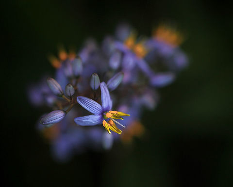 Australian paroo lily Native to Australia. Found across the eastern states of Australia and Tasmania. Herbaceous strappy perennial plant growing to a metre high, with dark green blade-like leaves to 70 cm long. It has sprays of small blue/purple flowers in spring and summer, followed by edible bright blue/purple berries. 

https://www.jungledragon.com/image/72502/blue_flax_lily_berries.html Asparagales,Asphodelaceae,Australia,Blue Flax Lily,Blue flax-lily,Botany,Dianella caerulea,Flowers,Geotagged,Macro,New South Wales,Paroo lily,Perennial,Summer,plant,purple flowers