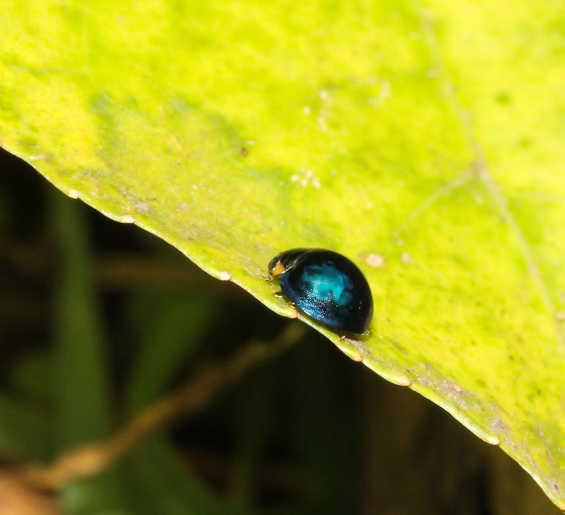 Halmus chalybeus This adventive ladybird from Australia was first released in New Zealand in 1899. This specimen seen on the North Island. <br />
The head, prothorax and elytra are shiny dark metallic blue/green.<br />
4 mm length Coccinellidae,Coleoptera,Fall,Fauna,Geotagged,Halmus chalybeus,Macro,New Zealand,Steelblue ladybird,arthropod,autumn,beetle,insect,invertebrate
