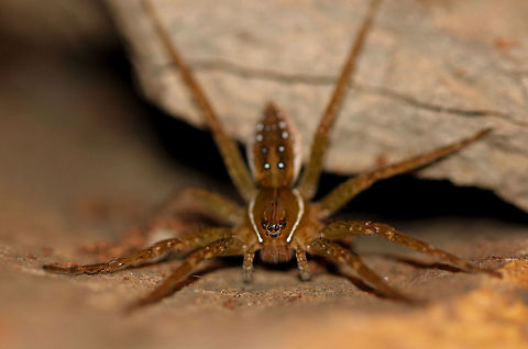 Eight eyes on the prize A six-spotted fishing spider preparing to pounce. 

Dolomedes triton is an arachnid from the nursery web spider family Pisauridae.

Body length 20 mm.  Araneae,Dolomedes triton,Geotagged,Macro,Nursery web spider,Pisauridae,Six-spotted fishing spider,Summer,United States,arachnid,arthropod,invertebrate,pennsylvania