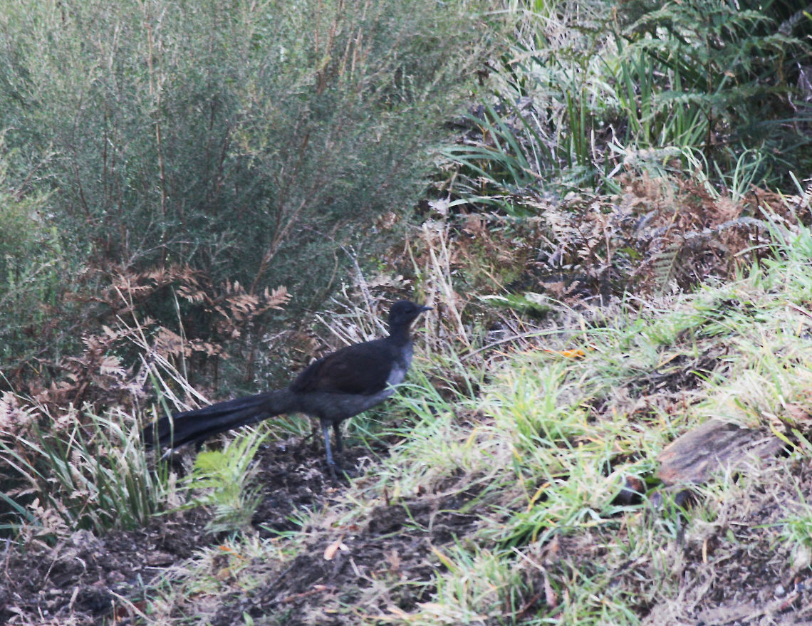 Juvenile male Superb Lyrebird A spotting and shot through a window and from a great distance - please advise if not enough detail! Also, I believe this is the correct ID based on details I could see and behaviour I observed. <br />
Looking rather like a large pheasant, a ground-dwelling species, but roosting in trees at night. I watched this specimen foraging for food, scratching at the ground with its large feet. <br />
I estimate this one to be around 70 to 80 cm in length. <br />
 Australia,Geotagged,Menura novaehollandiae,Menuridae,Passeriformes,Superb Lyrebird,Vertebrate,bird,fauna,new south wales,winter