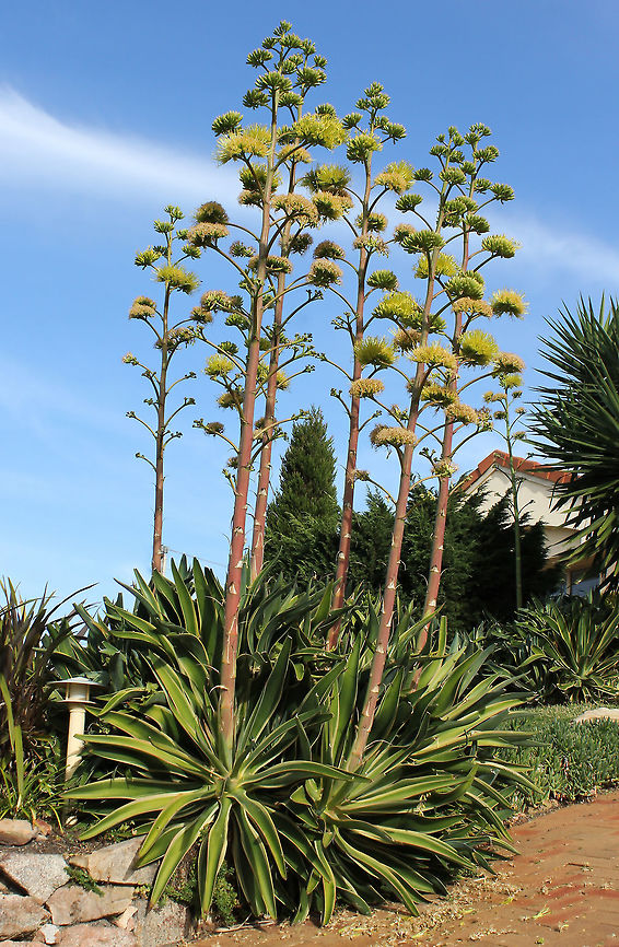 Agave desmettiana in bloom Native to Mexico. <br />
Evergreen succulent perennial growing in rosettes. Leaves are bright green, yellow edging with a fierce terminal red spine. Flowers sit on  long stalks reaching 2.5 metres or more tall. <br />
These flowers provide an abundance of winter nectar for the insects and birds.  Agave desmettiana,Asparagaceae,Asparagales,Australia,Flowers,Geotagged,Perennial,Smooth agave,Succulent,botany,plant,winter