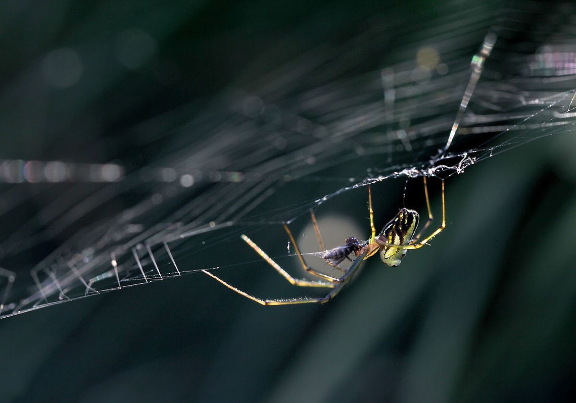 Leucauge dromedaria with meal Leucauge dromedaria build horizontal webs and always hang beneath. I found this spider enjoying her meal, on her web which was just a short height from ground level - so I enjoyed a nice sojourn in the dirt to get this shot! <br />
<br />
Body length 8 mm.  Araneae,Australia,Geotagged,Humped Silver Orb Spider,Leucauge dromedaria,Macro,Tetragnathidae,arachnid,arthropod,autumn,invertebrate,orb weaver