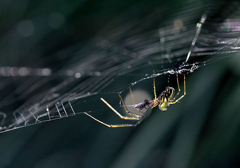 Leucauge dromedaria with meal Leucauge dromedaria build horizontal webs and always hang beneath. I found this spider enjoying her meal, on her web which was just a short height from ground level - so I enjoyed a nice sojourn in the dirt to get this shot! 

Body length 8 mm.  Araneae,Australia,Geotagged,Humped Silver Orb Spider,Leucauge dromedaria,Macro,Tetragnathidae,arachnid,arthropod,autumn,invertebrate,orb weaver