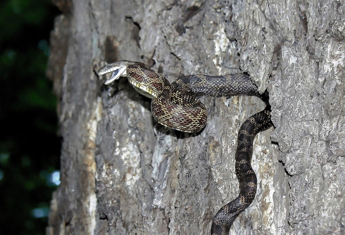 Gray ratsnake This was the first time that I had witnessed a snake not only climbing a vertical surface, but maintaining its grip whilst releasing part of its body to exhibit defensive behaviour. So impressive! Even though it was high up and a good distance away from me, it was clearly too close for comfort for this character. <br />
<br />
90 cm body length.  Colubridae,Geotagged,Gray ratsnake,Pantherophis spiloides,Squamata,Summer,United States,Vertebrate,fauna,pennsylvania,reptile