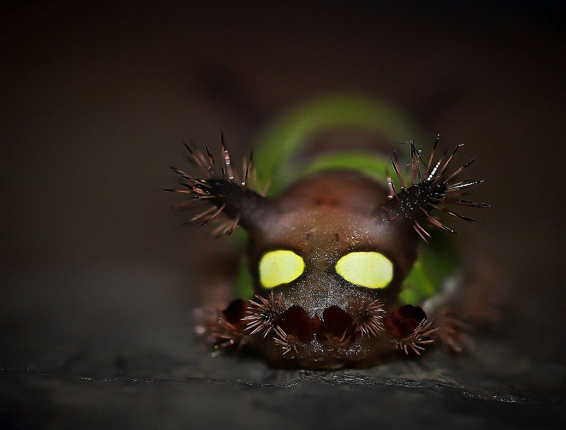 Limacodid moth larva posterior view Saddleback caterpillar defence includes facial like markings at the rear end for a convincing startle effect, brightly coloured body colours and fleshy tubercles extend from both front and rear ends. Each tubercle being covered in long setae, with urticating spines embedded within. <br />
<br />
20 mm body length<br />
<br />
Anterior view....<br />
<figure class="photo"><a href="https://www.jungledragon.com/image/65355/saddleback_caterpillar_portrait.html" title="Saddleback caterpillar portrait"><img src="https://s3.amazonaws.com/media.jungledragon.com/images/3314/65355_thumb.jpg?AWSAccessKeyId=05GMT0V3GWVNE7GGM1R2&Expires=1767225610&Signature=LLDavH1eul%2FOCYryLvTcdz0CT%2BA%3D" width="200" height="166" alt="Saddleback caterpillar portrait A face only a mother could love perhaps, or a case of beauty is in the eye of the beholder? Reminds me of a bear or a pig in some ways. Saddleback caterpillar anterior shot of &#039;face&#039;. The venom-tipped urticating spines are embedded along the setae, seen protruding from the tubercles around the head. 15 mm length. Acharia stimulea,Geotagged,Lepidoptera,Macro,Saddleback Caterpillar,USA,fauna,insect,invertebrate,pennsylvania,portrait,summer" /></a></figure><br />
 Acharia stimulea,Geotagged,Lepidoptera,Macro,Saddleback Caterpillar,Summer,United States,insect,invertebrate,limacodid moth,pennsylvania