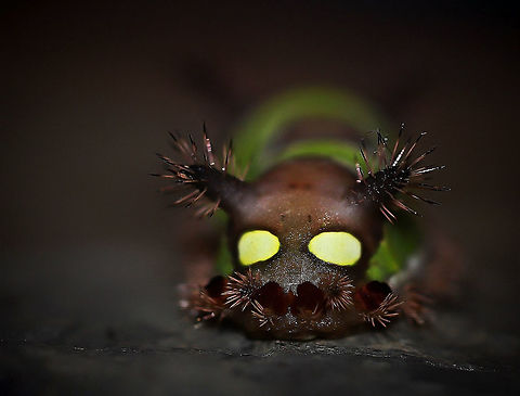 Limacodid moth larva posterior view Saddleback caterpillar defence includes facial like markings at the rear end for a convincing startle effect, brightly coloured body colours and fleshy tubercles extend from both front and rear ends. Each tubercle being covered in long setae, with urticating spines embedded within. 

20 mm body length

Anterior view....
https://www.jungledragon.com/image/65355/saddleback_caterpillar_portrait.html
 Acharia stimulea,Geotagged,Lepidoptera,Macro,Saddleback Caterpillar,Summer,United States,insect,invertebrate,limacodid moth,pennsylvania