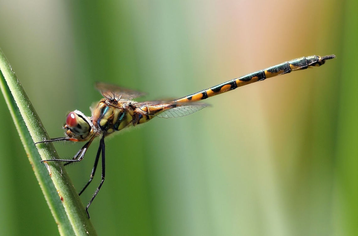 Tau Emerald A lateral view is shared here to show the pretty flash of turquoise on the thorax. This took quite some doing as the dragon was very restless in nature. <br />
<br />
Body length 50 mm.  Australia,Dragonfly,Geotagged,Hemicordulia tau,Macro,Odonata,Tau emerald,arthropod,corduliidae,fauna,insect,invertebrate,summer
