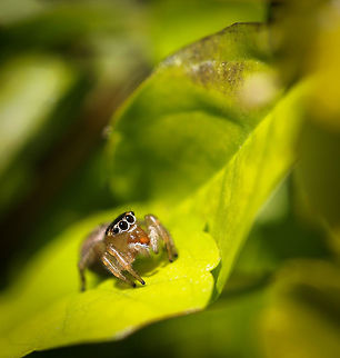 Maratus scutulatus Busy photographing an assassin bug when this pretty little jumping spider showed up for just a couple of seconds in the frame - then did exactly what this family of spiders is known for and jumped off at lightning speed, to where I do not know! One lucky shot with this little arachnid. 

Previously within genus Maratus.

Female 5mm in length.  Araneae,Australia,Geotagged,Jumping Spider,Macro,Maratus scutulatum,Salticidae,Spider,White-banded House Jumping Spider,Winter,arachnid,arthropod,invertebrate