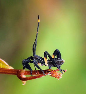 Crusader bug nymph Another example of the astonishing beauty that can be seen in small things. I was captivated by this enchanting, tiny arthropod I found. It looks as if it is covered with stars sprinkled in the night sky.

2nd instar, 5 mm length    Australia,Coreidae,Geotagged,Macro,Mictis profana,Mictis profana nymph,arthropod,crusader bug,crusader bug nymph,fauna,hemiptera,heteroptera,holy cross bug,insect,invertebrate,summer