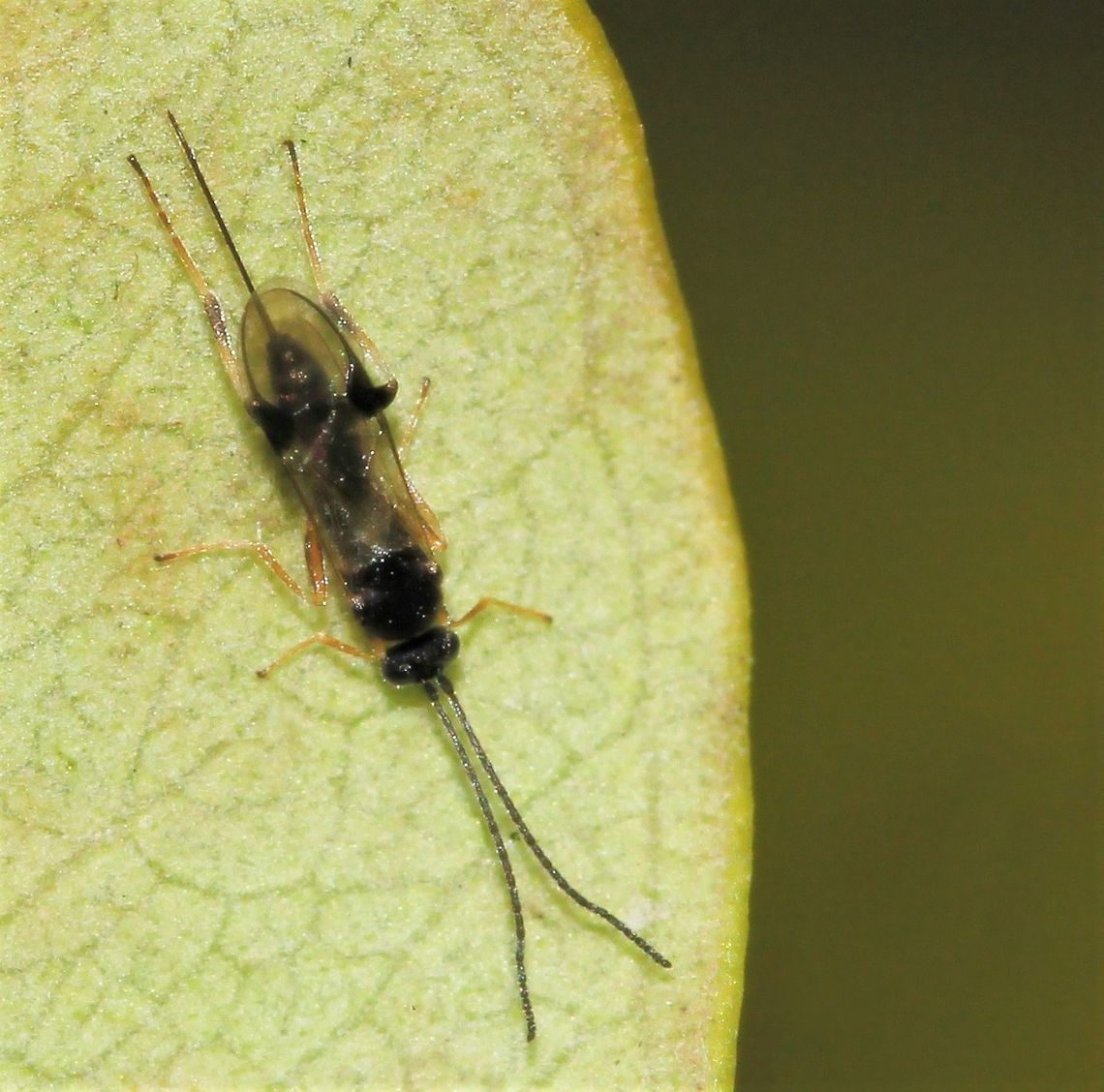 Cotesia glomerata A small parasitic Braconid wasp. Pieris butterfly larvae are the hosts. The adults feed on nectar.<br />
5 mm body length. Australia,Braconidae,Cotesia glomerata,Geotagged,Hymenoptera,Macro,Wasp,arthropod,insect,invertebrate,new south wales,parasitic wasp,spring