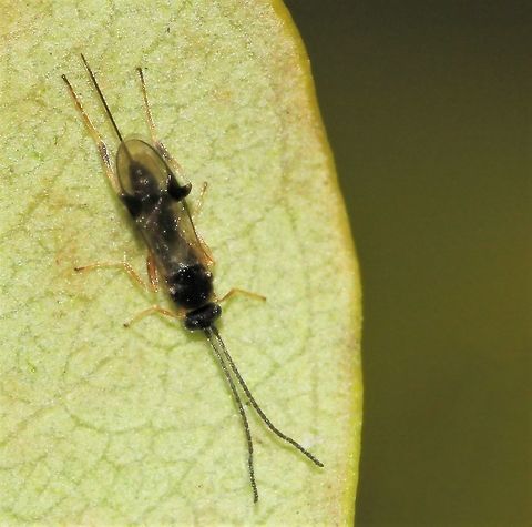 White Butterfly Parasite