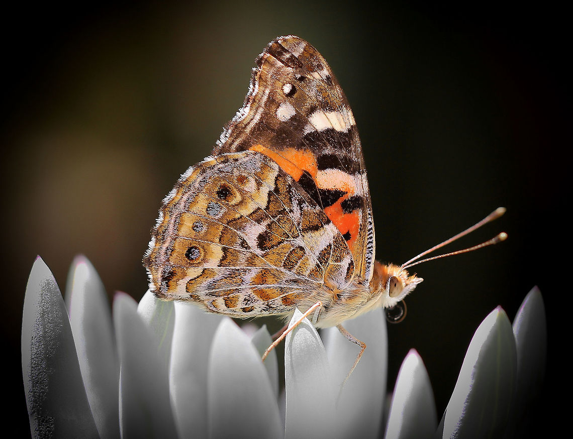 Australian Painted Lady The painted lady is found around the globe, but Australia is the only location in which it varies enough to be considered a separate species. Larval food plants include capeweed (Arctotheca calendula), everlastings (Helichrysum) and paper daisies (Xerochrysum bracteatum). <br />
Wingspan 50 mm Australia,Australian painted lady,Geotagged,Lepidoptera,Macro,Nymphalidae,Spring. Australian Painted Lady,Vanessa (Cynthia) kershawi,Vanessa kershawi,arthropod,insect,invertebrate,new south wales