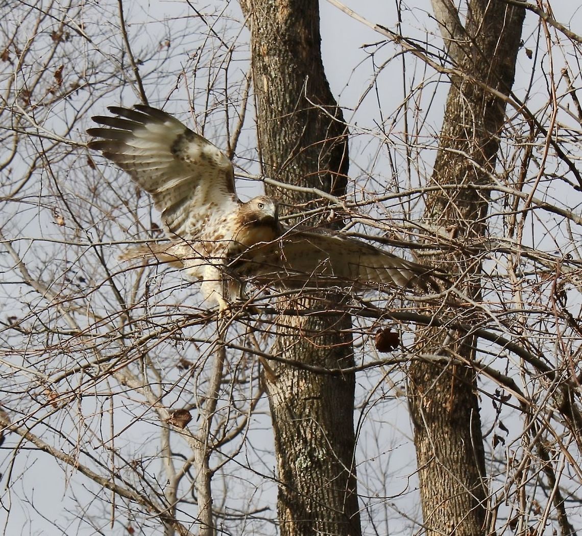 Juvenile Red-tailed hawk An immature Red-tailed hawk exercising its wings in a winter tree. <br />
<br />
Approx' 50 cm body length.  Wingspan range for these birds is 100 to 140 cm.  Accipitridae,Accipitriformes,Aves,Buteo jamaicensis,Geotagged,Red-tailed Hawk,Red-tailed hawk,United States,Vertebrate,bird,fauna,pennsylvania,winter
