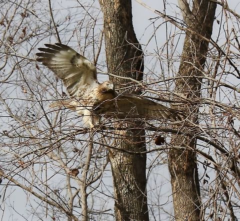 Juvenile Red-tailed hawk An immature Red-tailed hawk exercising its wings in a winter tree. 

Approx' 50 cm body length.  Wingspan range for these birds is 100 to 140 cm.  Accipitridae,Accipitriformes,Aves,Buteo jamaicensis,Geotagged,Red-tailed Hawk,Red-tailed hawk,United States,Vertebrate,bird,fauna,pennsylvania,winter