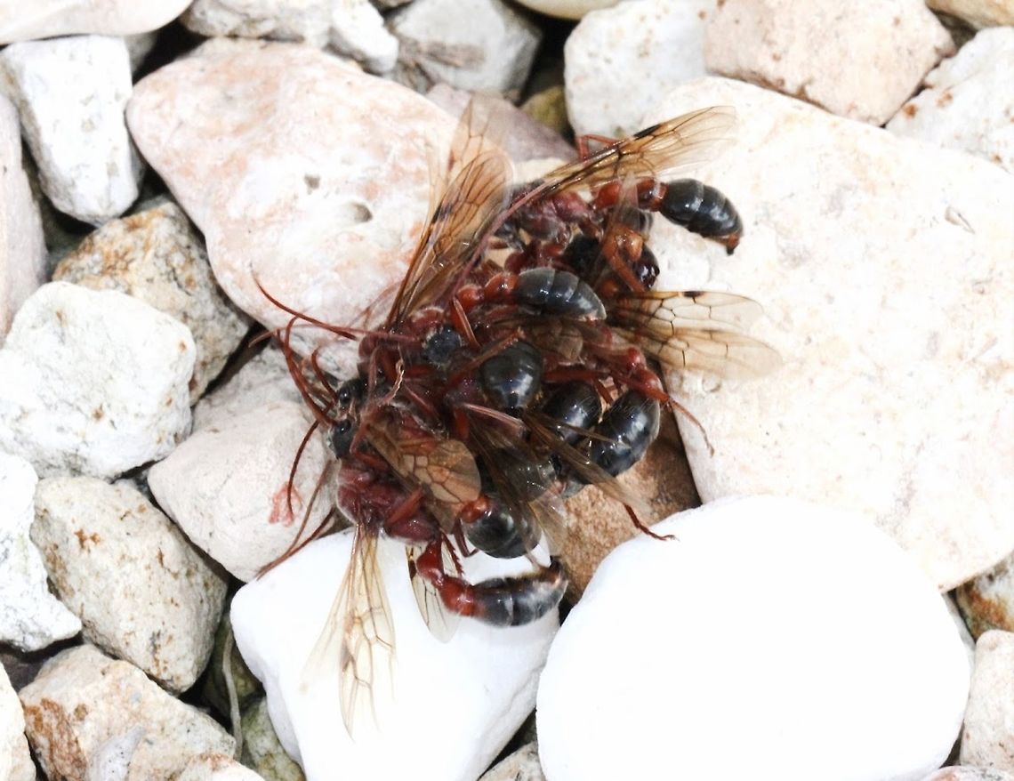 Bull ant nuptial flight and frenzy One day in March, there was sudden increased activity from bull ant population and I was lucky enough to witness nuptial flight and mating frenzy of Myrmecia brevinoda, 4 cm body length.<br />
<br />
These are very large, formidable ants, well known for their long, powerful serrated mandibles, keen eyesight, highly defensive behaviour and powerful venom loaded sting.<br />
<br />
Those that I saw, were climbing upward on the trees coming together as masses.....eventually, the large, writhing mating groups as seen here would drop to the ground with a thud. The frenzy and speed of movement within these masses was quite incredible and very exciting to observe - in fact I only took a couple of shots as I didn&#039;t want to miss a moment and in my haste my camera settings were not perfect and there is some blur to the shot.<br />
<br />
After a minute, the groups would disband. I followed a few and noticed the males dying shortly afterwards Australia,Formicidae,Geotagged,Hymenoptera,Macro,Myrmecia brevinoda,arthropod,autumn,bull ant,insect,invertebrate,new south wales,nuptial mating frenzy,nuptual flight