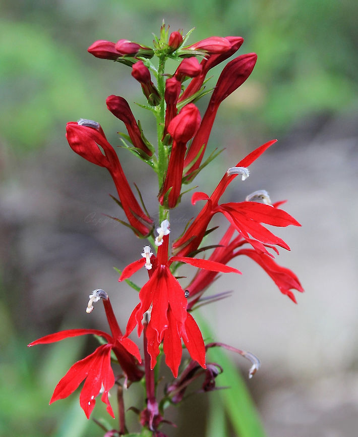 Lobelia cardinalis This plant has an affinity for wet sites and I saw this one at Ohiopyle State Park, close to the Youghiogheny River. <br />
1 metre in height. Asterales,Campanulaceae,Cardinal Flower,Cardinal flower,Fall,Flora,Geotagged,Lobelia cardinalis,United States,autumn,botany,pennsylvania,plant,red flowers