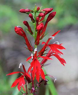 Lobelia cardinalis This plant has an affinity for wet sites and I saw this one at Ohiopyle State Park, close to the Youghiogheny River. 
1 metre in height. Asterales,Campanulaceae,Cardinal Flower,Cardinal flower,Fall,Flora,Geotagged,Lobelia cardinalis,United States,autumn,botany,pennsylvania,plant,red flowers