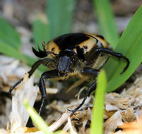 Cowboy beetle profile A large, chunky beetle which makes a loud buzzing noise as it flies. They have impressive lamellate antennae that can open up or close, much like a fan.<br />
25 mm length<br />
<br />
https://www.jungledragon.com/image/82752/cowboy_beetle.html Australia,Chondropyga dorsalis,Coleoptera,Cowboy beetle,Geotagged,Macro,Scarabaeidae,arthropod,insect,invertebrate,new south wales,summer