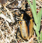 Cowboy beetle A large, chunky beetle which makes a loud buzzing noise as it flies. <br />
25 mm length<br />
<br />
https://www.jungledragon.com/image/82751/cowboy_beetle_profile.html Australia,Chondropyga dorsalis,Coleoptera,Cowboy beetle,Geotagged,Macro,Scarabaeidae,Summer,arthropod,beetle,insect,invertebrate,new south