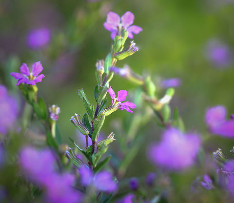Elfin herb Also known as false heather. An evergreen shrub native to Mexico, Guatemala and Honduras.
Maximum growth to 60 cm and 90 cm wide.  Cuphea hyssopifolia,Fall,Geotagged,Lythraceae,Macro,Myrtales,australia,autumn,botany,elfin herb,false heather,plant,purple flowers