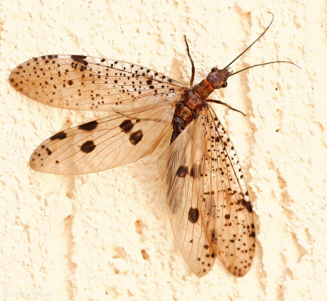Female Dobsonfly On a hot day, I saw this amazing adult female Dobsonfly opening and closing her membranous, patterned wings whilst on a wall. As she circled around, it reminded me of a flamenco dancer, swirling her skirts. <br />
<br />
Dobson larvae are aquatic and adults live for just a short time, up to 10 days. The adult stage is all about finding a mate and if successful, females such as this will lay their eggs close to water before they die. <br />
<br />
Body length 15 mm and wing diameter 70 mm.  Australia,Corydalidae,Geotagged,Macro,Megaloptera,Summer,arthropod,dobsonfly,insect,invertebrate,new south wales