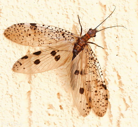 Female Dobsonfly On a hot day, I saw this amazing adult female Dobsonfly opening and closing her membranous, patterned wings whilst on a wall. As she circled around, it reminded me of a flamenco dancer, swirling her skirts. 

Dobson larvae are aquatic and adults live for just a short time, up to 10 days. The adult stage is all about finding a mate and if successful, females such as this will lay their eggs close to water before they die. 

Body length 15 mm and wing diameter 70 mm.  Australia,Corydalidae,Geotagged,Macro,Megaloptera,Summer,arthropod,dobsonfly,insect,invertebrate,new south wales